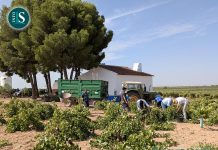 Cooperativas Agro-alimentarias estiman una cosecha nacional de 34 millones de hectólitros de vino y mosto