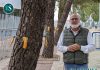 La Concejalía de Medio Ambiente aplica tratamientos de endoterapia para proteger los pinos frente a la procesionaria