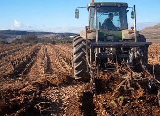 El Gobierno regional amplía hasta el 3 de noviembre el plazo para solicitar el arranque de viñedo