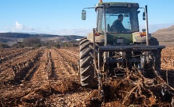 El Gobierno regional amplía hasta el 3 de noviembre el plazo para solicitar el arranque de viñedo